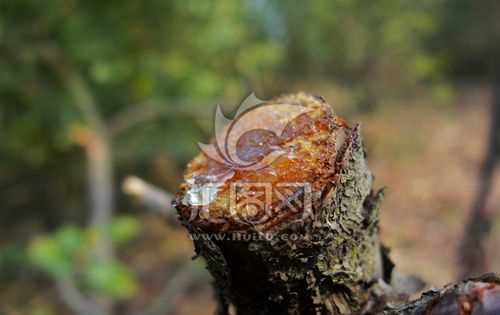 松樹(shù)油怎么才能洗掉