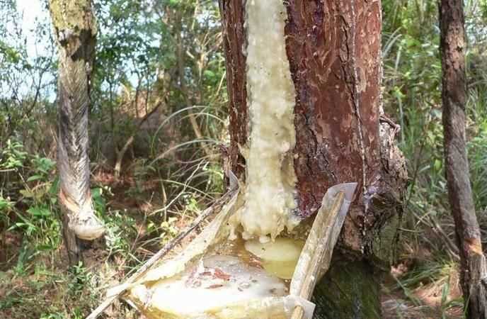 松樹(shù)膠水用什么可以洗掉