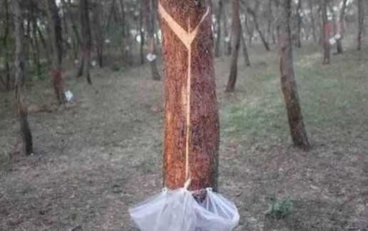 松樹(shù)油干了怎么能洗掉,松樹(shù)油怎么才能洗掉圖5