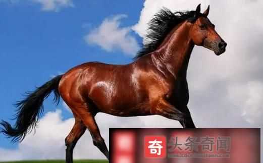 馬最快能跑時(shí)速幾公里啊