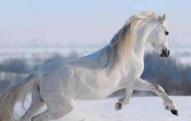 馬最快能跑時(shí)速幾公里啊