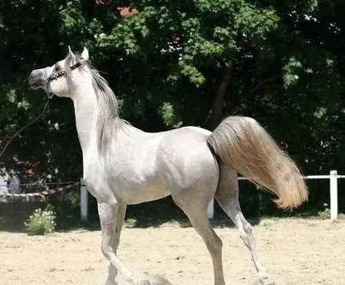 一匹馬最快能跑多少邁啊