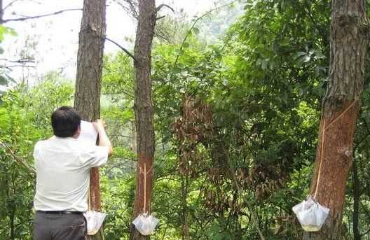 松樹(shù)油干了怎么能洗掉,松樹(shù)油怎么才能洗掉圖6