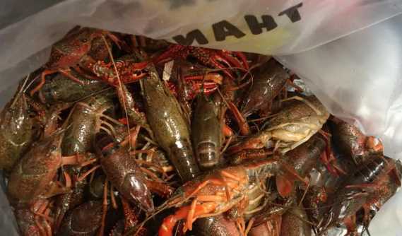 小龍蝦死后多久不能吃,波士頓龍蝦死了多久不能吃了圖1