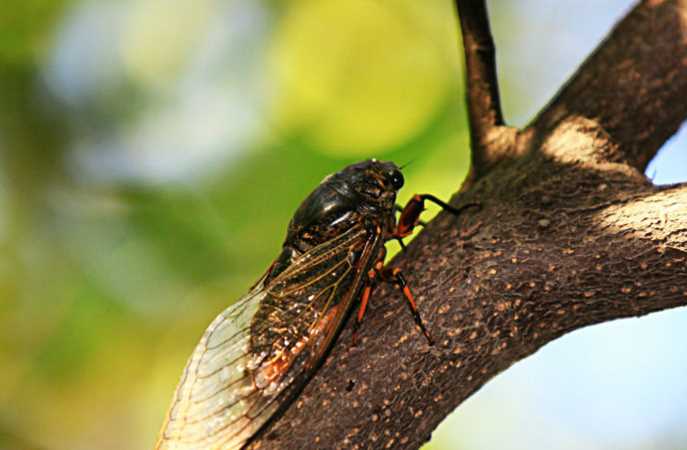 《昆蟲記》蟬外表，特征，生活習(xí)性