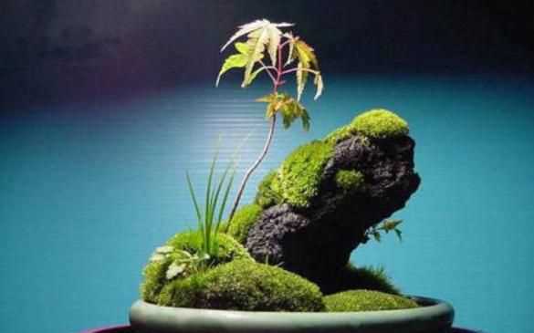 水泥地上的青苔怎么永久清除，水泥地上的青苔怎么消除？圖1