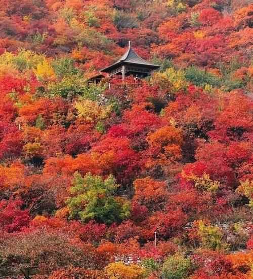 香山紅葉幾月份摘葉