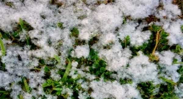 房間柳絮怎么清理,家里到處都是柳絮怎么辦呢圖6