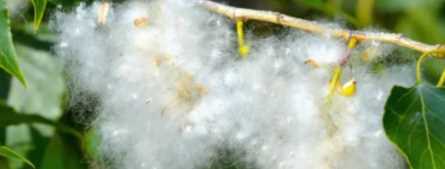 房間柳絮怎么清理,家里到處都是柳絮怎么辦呢圖8