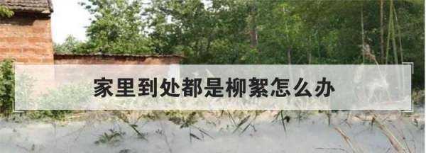 房間柳絮怎么清理,家里到處都是柳絮怎么辦呢圖9