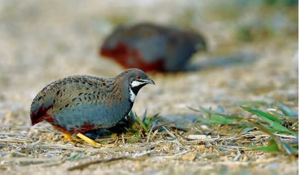 蘆丁雞怎么吃,蘆丁雞有蘆丁嗎圖1