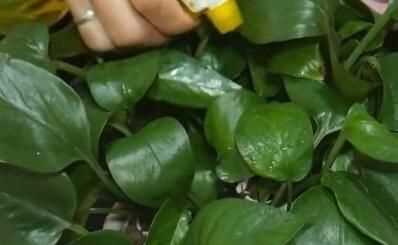 蒜頭發(fā)芽了還能吃嗎，蒜米生芽了還能吃嗎？圖4