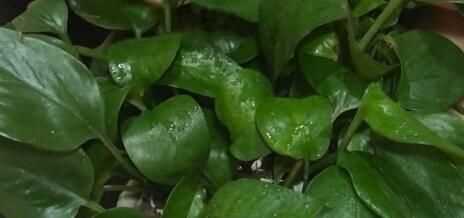 蒜頭發(fā)芽了還能吃嗎，蒜米生芽了還能吃嗎？圖5