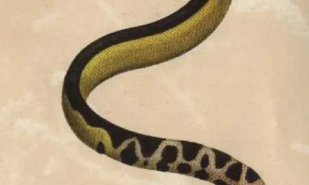 會(huì)游泳的動(dòng)物有哪些,會(huì)游泳的動(dòng)物有哪些?圖1