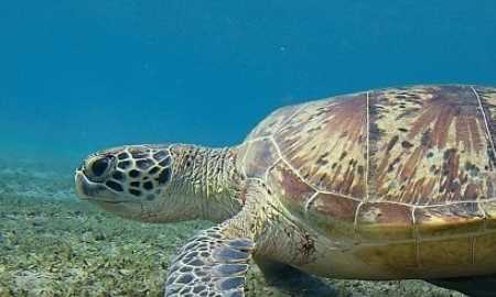 會(huì)游泳的動(dòng)物有哪些,會(huì)游泳的動(dòng)物有哪些?圖2