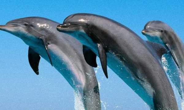 會(huì)游泳的動(dòng)物有哪些,會(huì)游泳的動(dòng)物有哪些?圖10