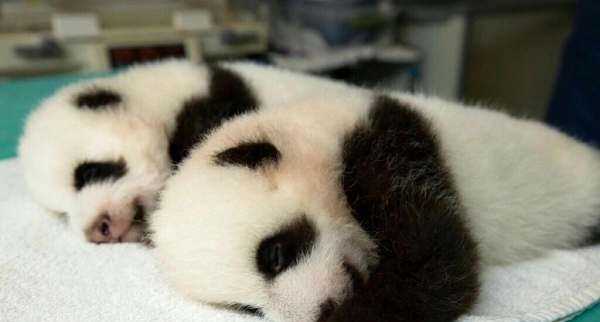 會(huì)游泳的動(dòng)物有哪些,會(huì)游泳的動(dòng)物有哪些?圖12