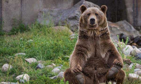 會(huì)游泳的動(dòng)物有哪些,會(huì)游泳的動(dòng)物有哪些?圖16