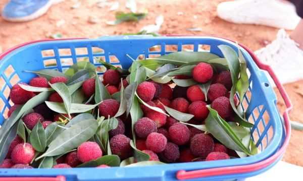 楊梅的正確洗法,楊梅怎么清洗才能洗得干凈泡酒圖4