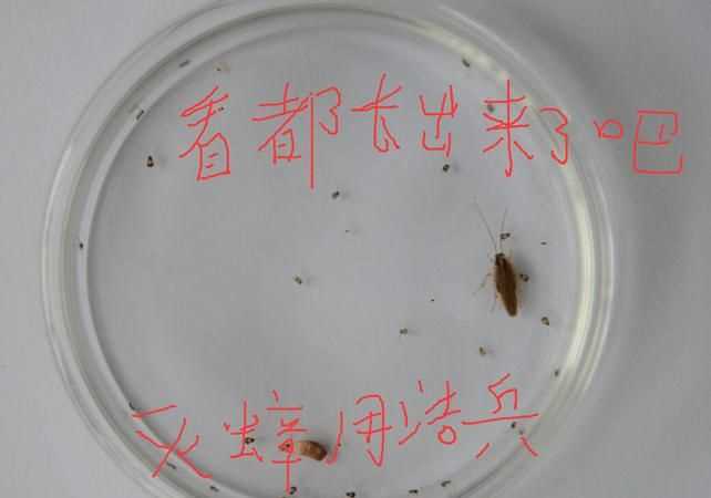 衣服上有蟑螂卵怎么處置