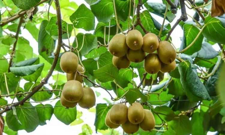 徐香獼猴桃?guī)自路菥蜎](méi)有了