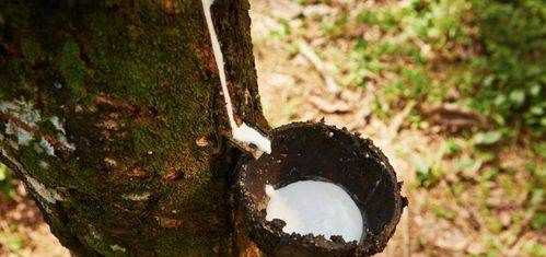 硅膠蒸籠布高溫有毒,乳膠蒸饃籠布有毒嗎圖1