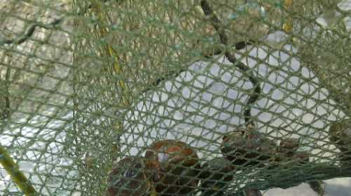 怎樣吃福壽螺才安全,福壽螺怎么做才能吃圖6