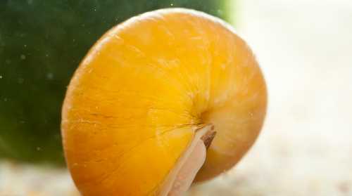 怎樣吃福壽螺才安全,福壽螺怎么做才能吃圖7