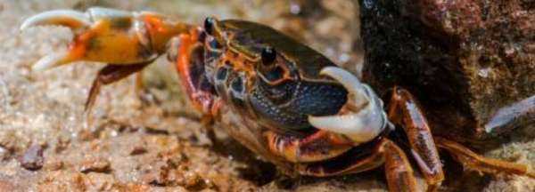 螃蟹幾個(gè)爪子,螃蟹幾個(gè)爪子圖片圖1