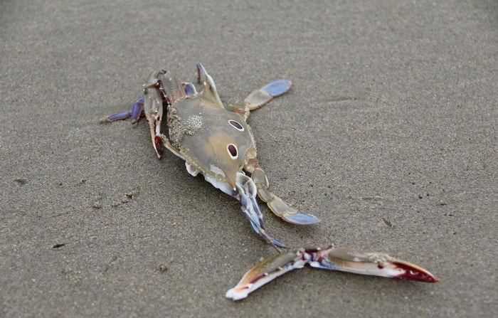 螃蟹幾個(gè)爪子圖片