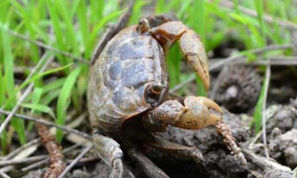 螃蟹幾個(gè)爪子,螃蟹幾個(gè)爪子圖片圖4