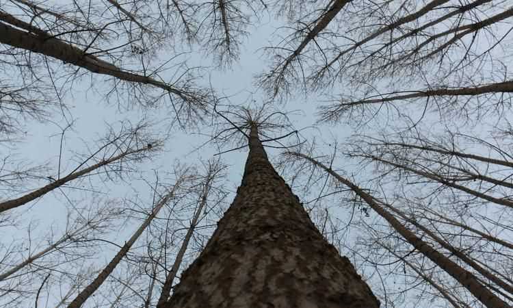 樹(shù)梢在樹(shù)的哪個(gè)部位啊