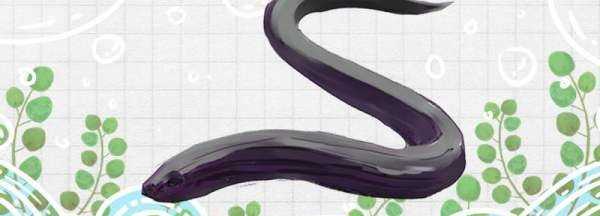 黃鱔是泥鰍,黃鱔不是蛇類圖1