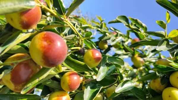 冬棗的功效與作用,冬棗的營(yíng)養(yǎng)功效與作用圖2