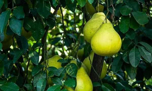 香泡怎么吃最好