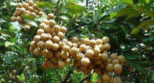 儲良和石硤最大的區(qū)別,石硤龍眼和儲良龍眼的區(qū)別是什么圖11