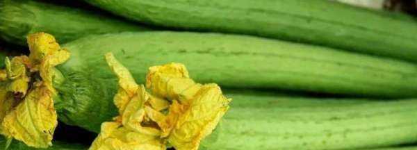 絲瓜燒出來發(fā)黑是什么原因,絲瓜燒出來發(fā)黑是什么原因呢圖1