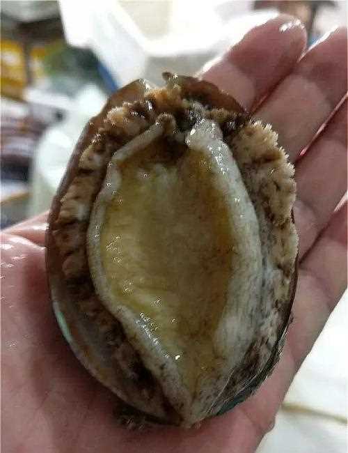 鮮鮑魚怎么儲(chǔ)存才能時(shí)間更長(zhǎng)