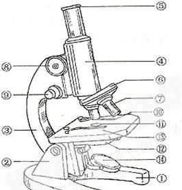 顯微鏡各部分名稱
