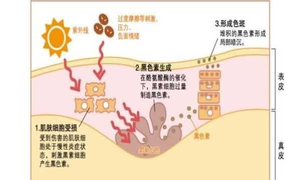 酪氨酸酶的食物有哪些,富含酪氨酸酶的食物有哪些圖2