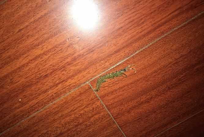 蜈蚣沖下馬桶會淹死 蜈蚣沖下馬桶會不會淹死