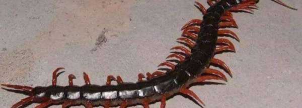 蜈蚣沖下馬桶會淹死嗎,蜈蚣沖下馬桶會淹死 中藥蜈蚣的作用都有哪些圖2