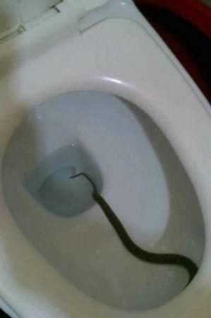 蜈蚣沖下馬桶會淹死 中藥蜈蚣的作用都有哪些