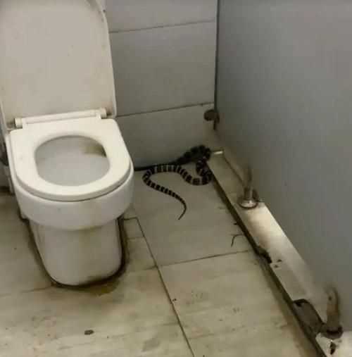 活的蜈蚣扔進馬桶沖掉 它還會活著嗎