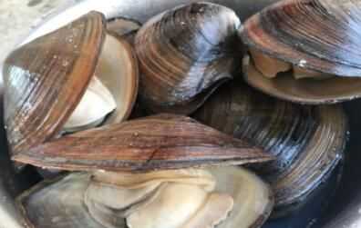 象拔蚌肚子怎么處理