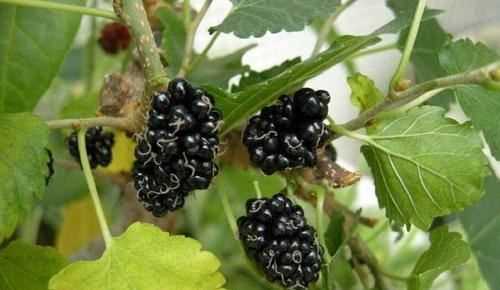 吃了桑葚手指黑色怎么洗,桑葚把手弄黑怎么辦圖5