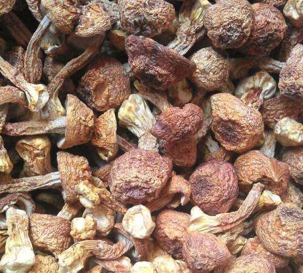 松茸泡酒有什么作用,新鮮松茸泡酒有什么功效圖2