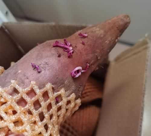 蜜薯發(fā)芽能吃么