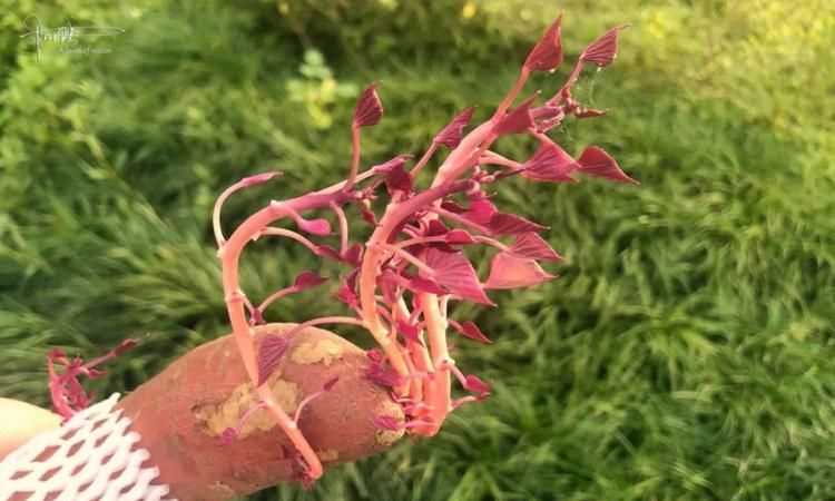 小蜜薯發(fā)芽了還能吃嗎