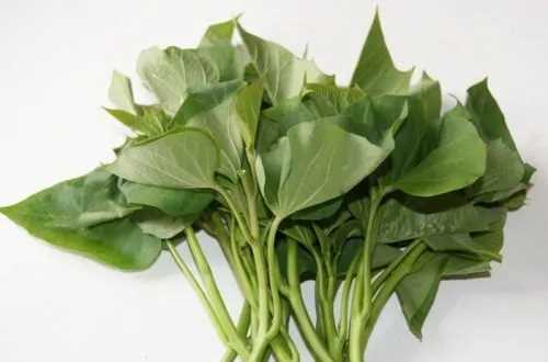 吃紅薯葉有什么好處,吃紅薯葉有什么好處有什么壞處圖2